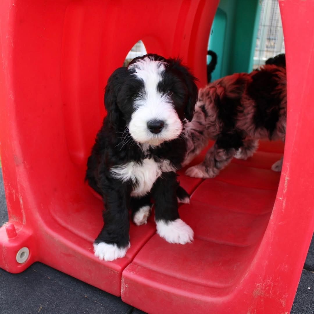 Willow — F1 Standard Sheepadoodle puppy 2