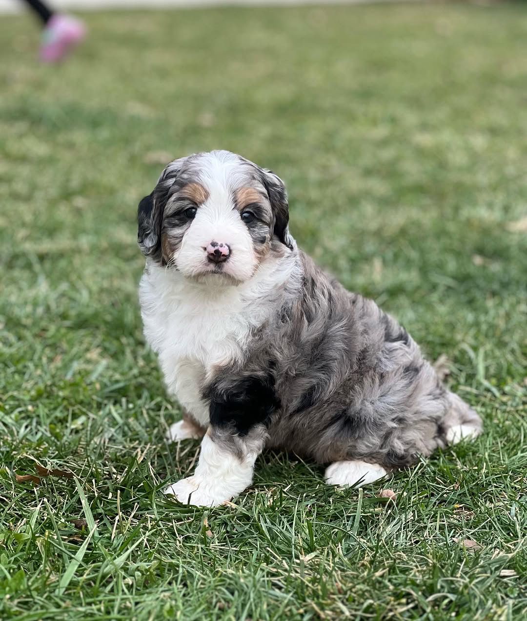 Zoey — Standard Bernedoodle puppy 1