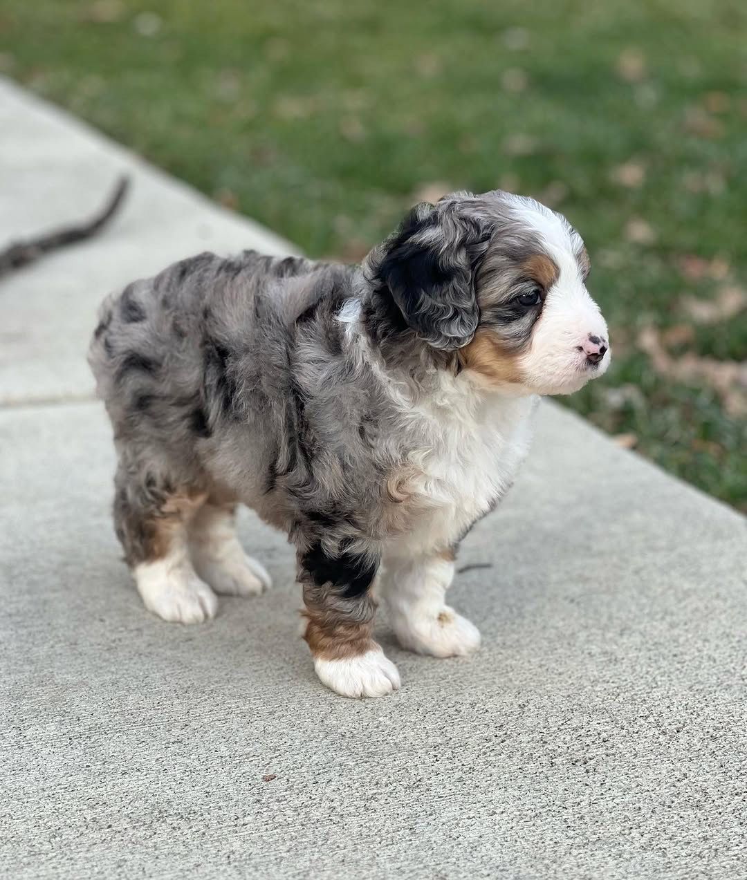 Zoey — Standard Bernedoodle puppy 2